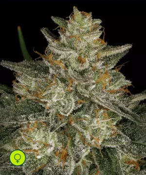 Paradise-Seeds-Dutch-Kush