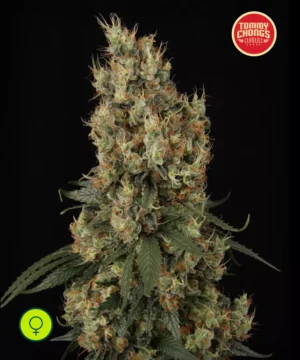 Paradise-Seeds-Mendocino-Skunk