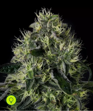 Lucky 123 - Wizard Trees - Netseeds