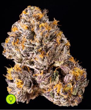 The Keeper - Wizard Trees - Netseeds