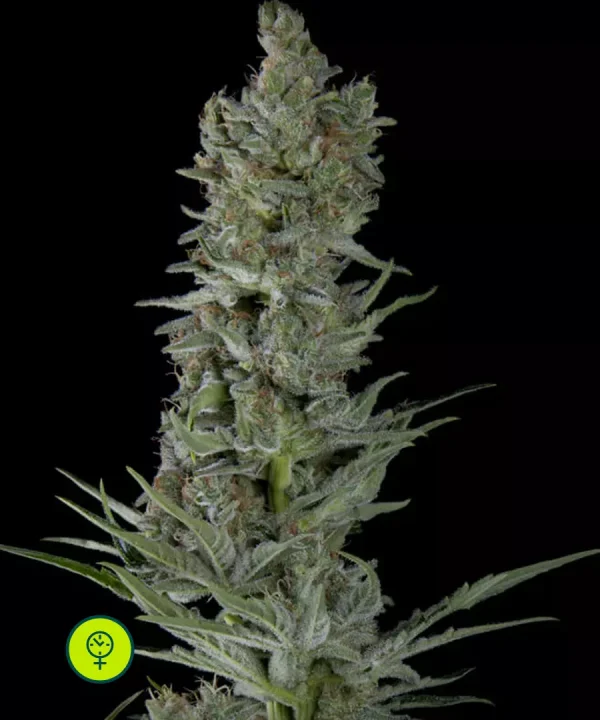 Critical Plus Auto