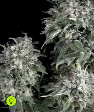 White Widow_Feminizada_Trikoma