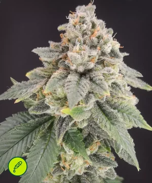 Bluehell CBD_